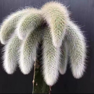 �_����β������ֲ��ߙn���Ի��Lëϵ�к�β���k�������Է�ݗ��