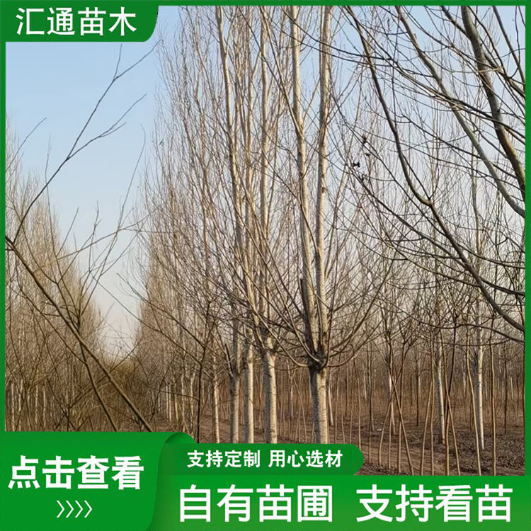 10—20公分银中杨速生杨树银中杨小苗行道树城乡绿化树现货供应
