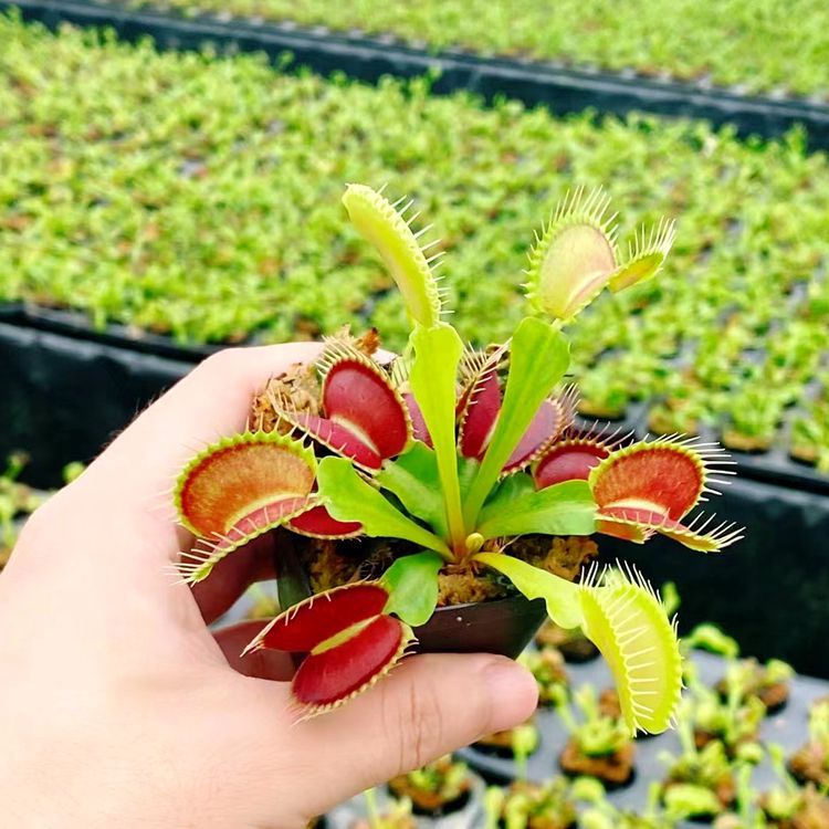 G16 pince flytrap taille 1.5-2cm