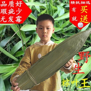 Zhang Ganzhong 10 packets of zongye zongzi large fresh large bamboo zongye wide free shipping 0 zongzi leaves
