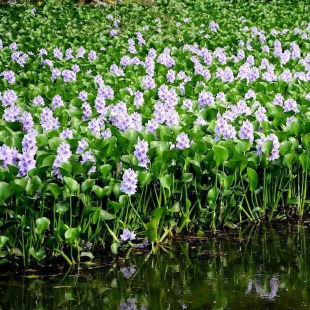 Water Hyacinth Seedlings Wholesale Blue Water Hyacinth Wetland Water Surface River Greening Courtyard Pond Landscape Aquatic Plants