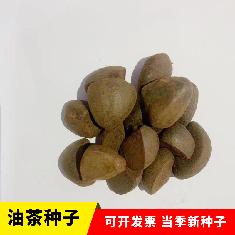 批发油茶种子红花油茶杂交油茶种子油茶籽榨油茶