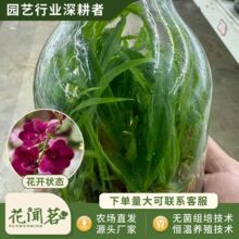 ��ʯ�� 4800 �tɫ��ϼƿ���׳ɻ�M��С���҃������Ի�������r��
