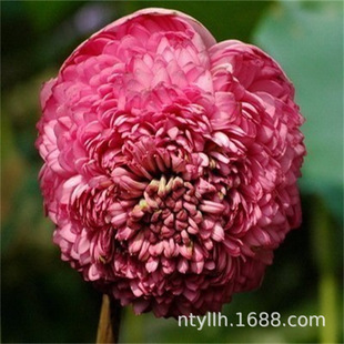 �^�p�ɻ��Nź �ɻ��� ɏź�N�� ���Ժɻ��N���o ˮ�Bɏź���K��ѿ