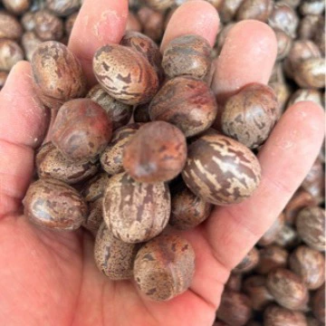 Оптовая продажа плодов каучукового дерева, семян каучукового дерева, плодов «птичьего яйца», плодов бодхи, домашних ветряных колокольчиков, кардамона