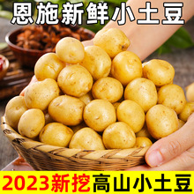 【新鲜现挖】恩施小土豆富硒土豆农家蔬菜黄心马铃薯洋芋整箱包邮