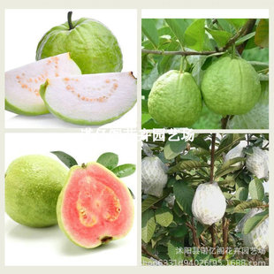 ̨�������ļ���ʯ����Ř���t�ķ�ʯ����t��ʯ��ʯ���箔��Y��