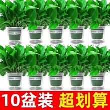 绿萝盆栽垂吊室内客厅绿植花卉家用净化空气绿箩植物室内吸除甲醛