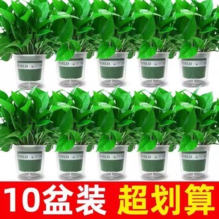 Green Radish Potted Hanging Indoor Living Room Green Plants and Florals for Home Air Purification Green Radish Plants Indoor Formaldehyde Absorption