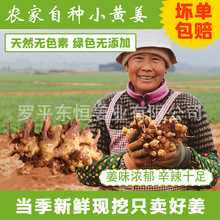 正宗云南罗平小黄姜山地有机种植新鲜月子姜j现挖现发小黄姜种