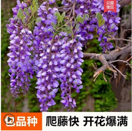 Четыре сезона Вьющиеся глицинии Рассада деревьев Горшечные цветы Садовые вьющиеся растения Горшечные цветы Глицинии Рассада саженцев глицинии