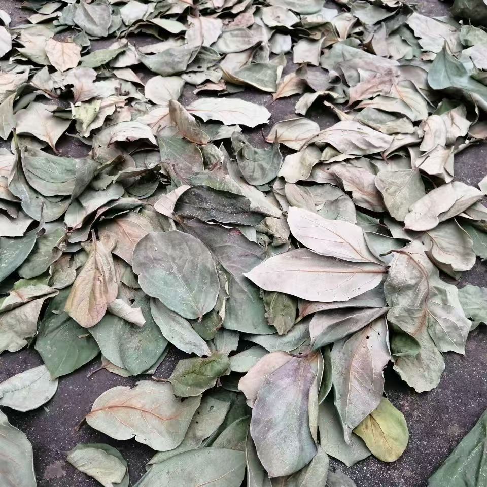Dried Persimmon Leaf Shi Ye 500g Sulfur-Free Sun-Dried Herbal Tea Leaves in use