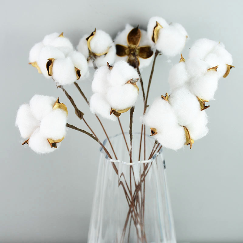 Naturally-Dried-Cotton-Flowers