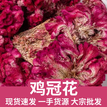 ���u�ڻ�  �t�u�ڻ� �Pβ�u�� �u�ٻ��u�����a��؛Դ �S��ֱ��