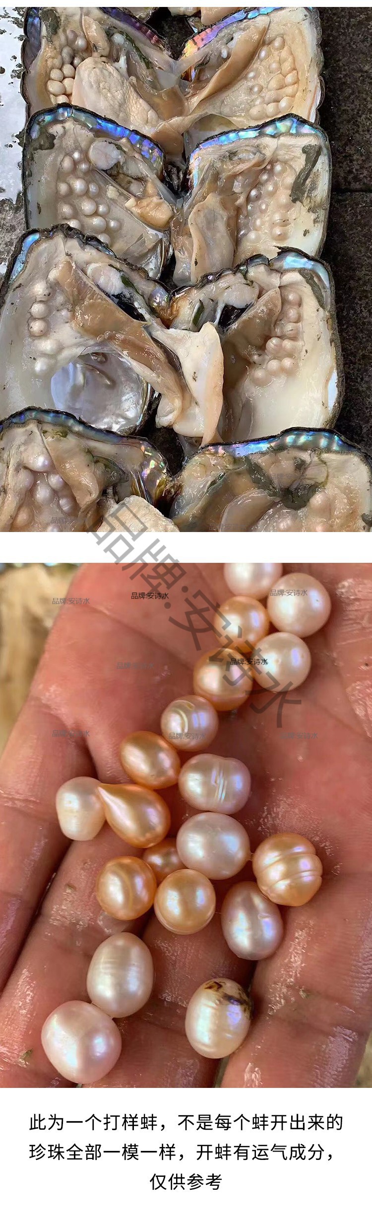 单珠批发多珠真空自己打珍珠蚌开蚌蚌壳取淡水珍珠活鲜活河蚌-阿里巴巴