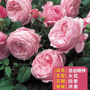 ���ɾ�������� �Sɫϵõ���绨�ܾGֲ���̨���Դ󻨝����¼���