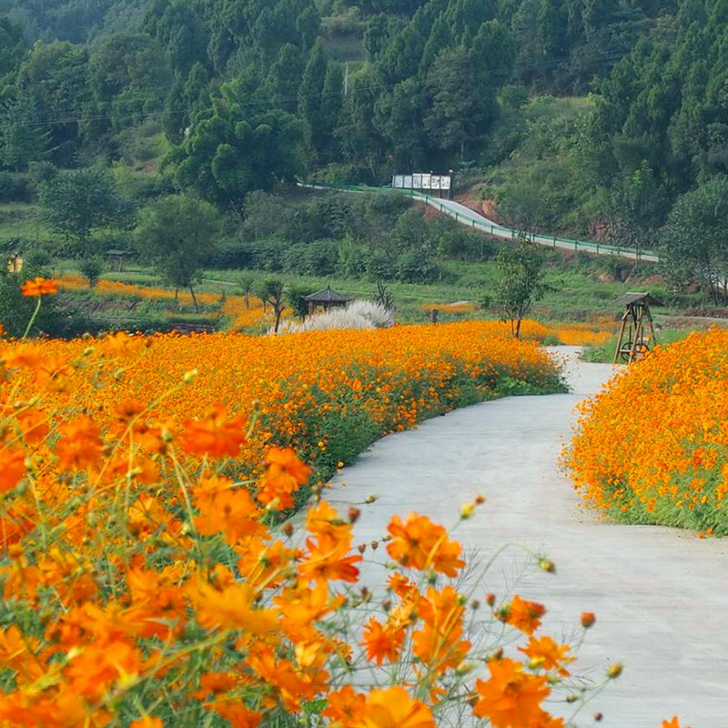 硫华菊种子四季易播硫化菊黄秋英黄波斯菊花种子庭院景观花草种