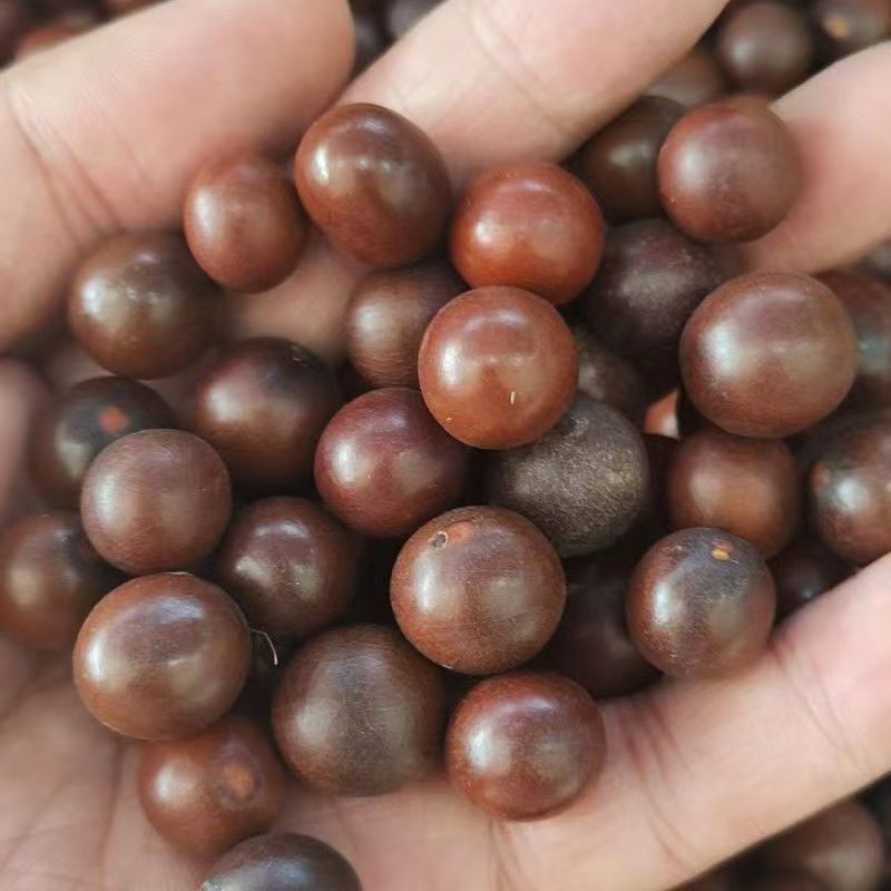 Sun Fruit (Tai Yang Guo) — Dried Food Herb for Cooking & Herbal Soups, 500g quality and texture