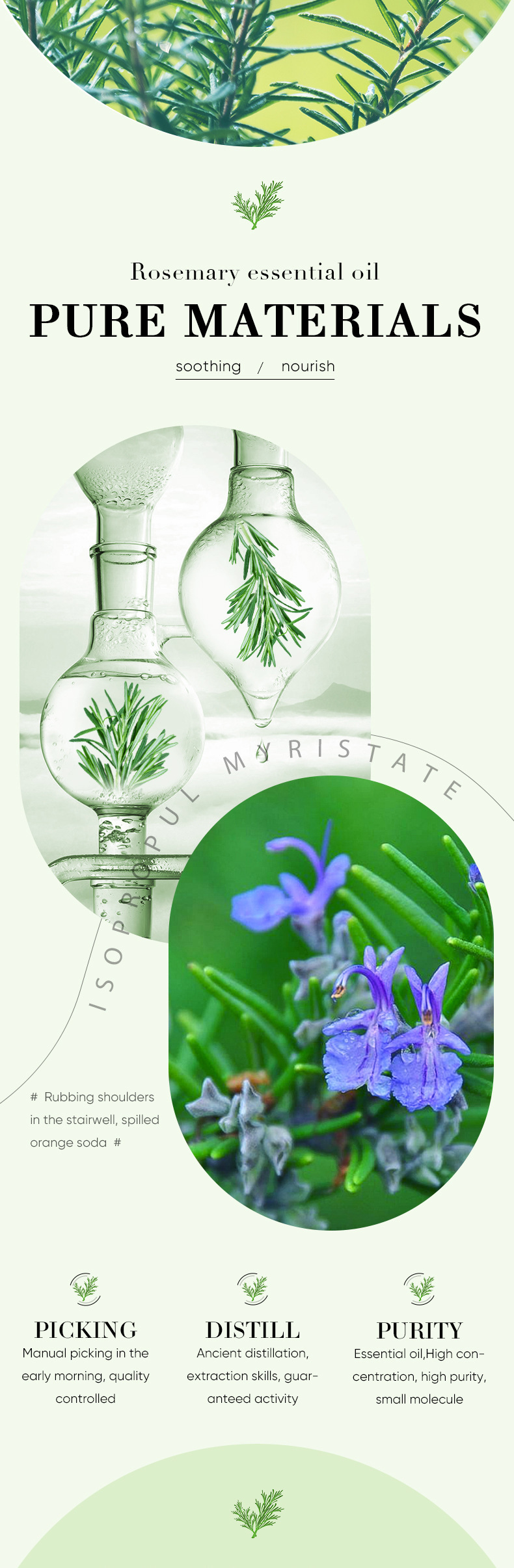 Essential Oil Vocabulary Words/Name Plant Personal Care Skin Care display picture 11