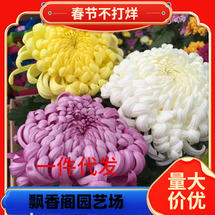 һ�����l�ջ����Ծջ����ͺ�ֲ���_����ջ�������ƹ�Ҿ��L�ۻ���