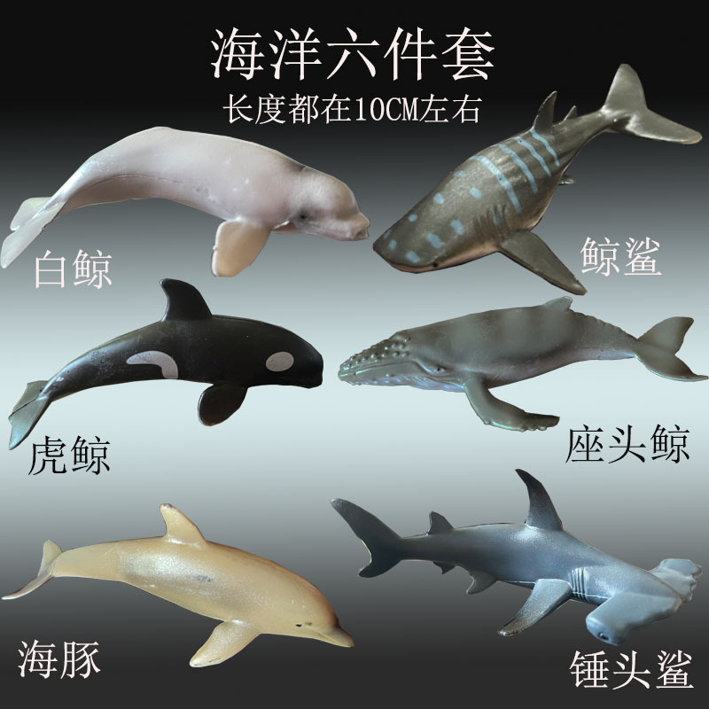 海洋6件套