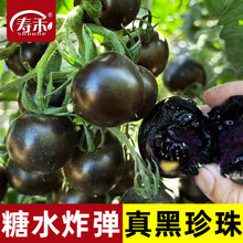 寿禾黑珍珠黑番茄种子 紫黑小西红柿种籽秧苗紫黑盆栽孑子苗秧