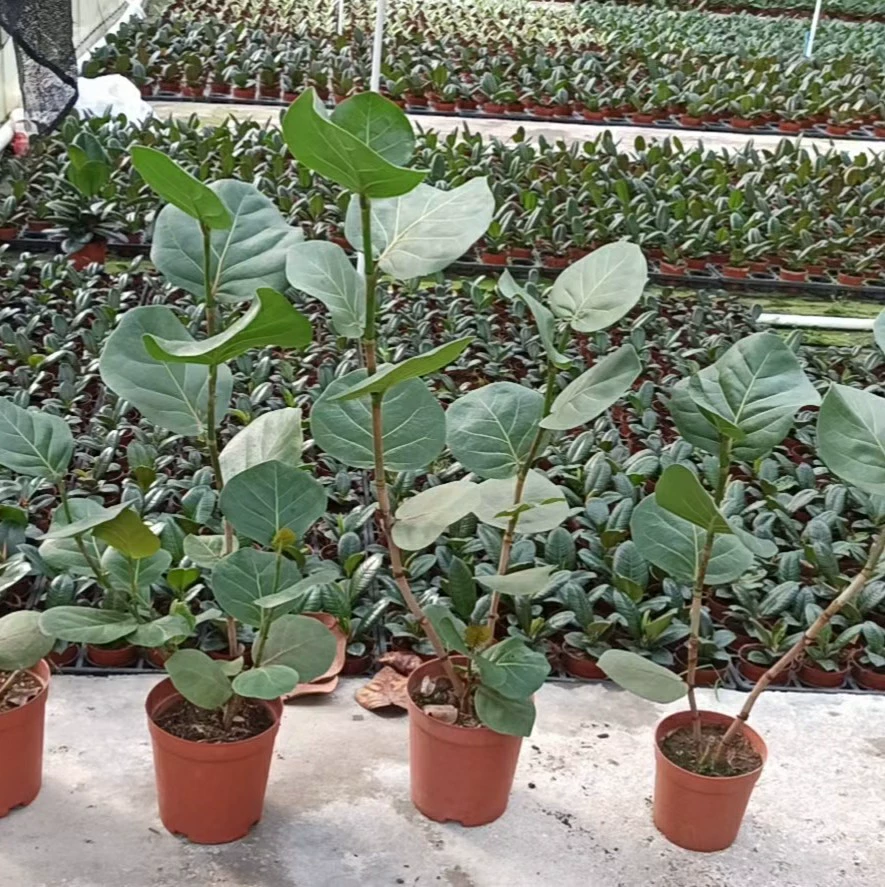 2208 база оптовая поставка морских виноградных горшков