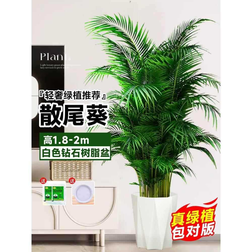 [Door to Door Delivery] 고품질 느슨한 꼬리 해바라기 1.8- 2.1m 그루 ★ 다이아몬드 수지 세면대 - 트레이 세면대 ★ 사계절 상록수 애완동물