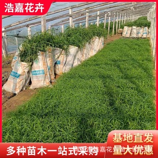 Umbellaria Nutrition Cup Seedlings Windmill Grass Water Brown Bamboo Perennial Wet and Emergent Plant Base Wholesale Umbellaria Flower Seedlings