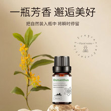 Osmanthus�𻨆η����ͻ���U�㷼����޹�C�ӝ����Ϳ羳10ml�ӹ�