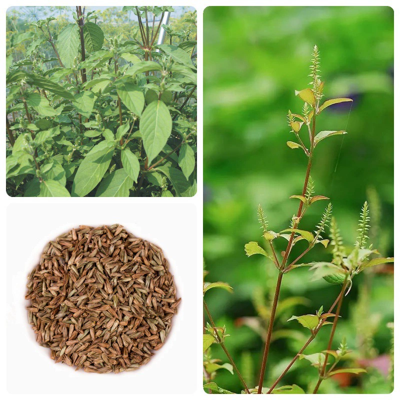 Семена Achyrantes bidentata Китайская травяная медицина Четыре сезона посадка дворовых семян Семена Achyrantes bidentata Амарант