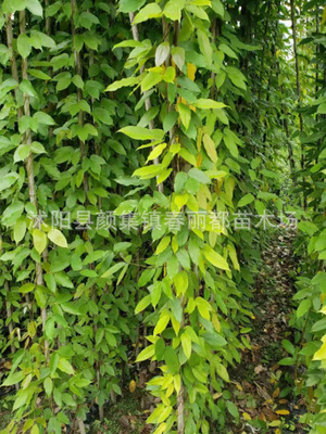 Base Of large number supply Evergreen Mucuna sempervirens Hemsl Nutrition Cup