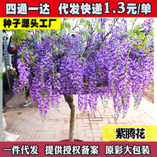 紫藤种子 重瓣紫藤花苗花卉种子 爬藤植物花种子 矮紫藤种籽