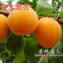 ������޽����Ә��� ��̫����� ���S�Ә��箔��Y���Ϸ������Nֲ