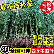 竹子苗庭院四季耐寒植物室外观赏竹子盆栽紫竹苗黄金竹罗汉竹绿植