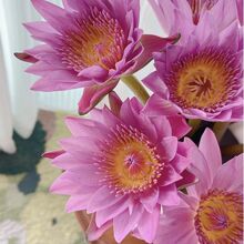 A��˯ɏ���l�V�ݻ���ֱ�l�����k����ˮ�๩���r�л�ɏ���廨ˮ�B