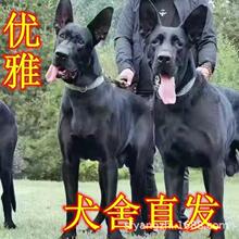 批发零售黑狼犬幼犬活体狗狗小狗大型防爆犬猛犬护卫犬工作犬狼狗