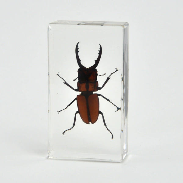 7.3CM medium small stag beetle