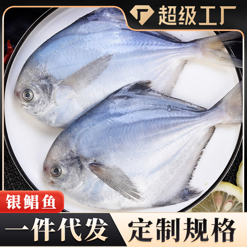 鲳鱼银鲳鱼小白鲳鱼冷冻鲳鱼金鲳鱼速冻海鲜水产商用批发一件代发