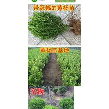 �����S��С�~�S������S���ǧ�갫���~�S��С��G����ľ