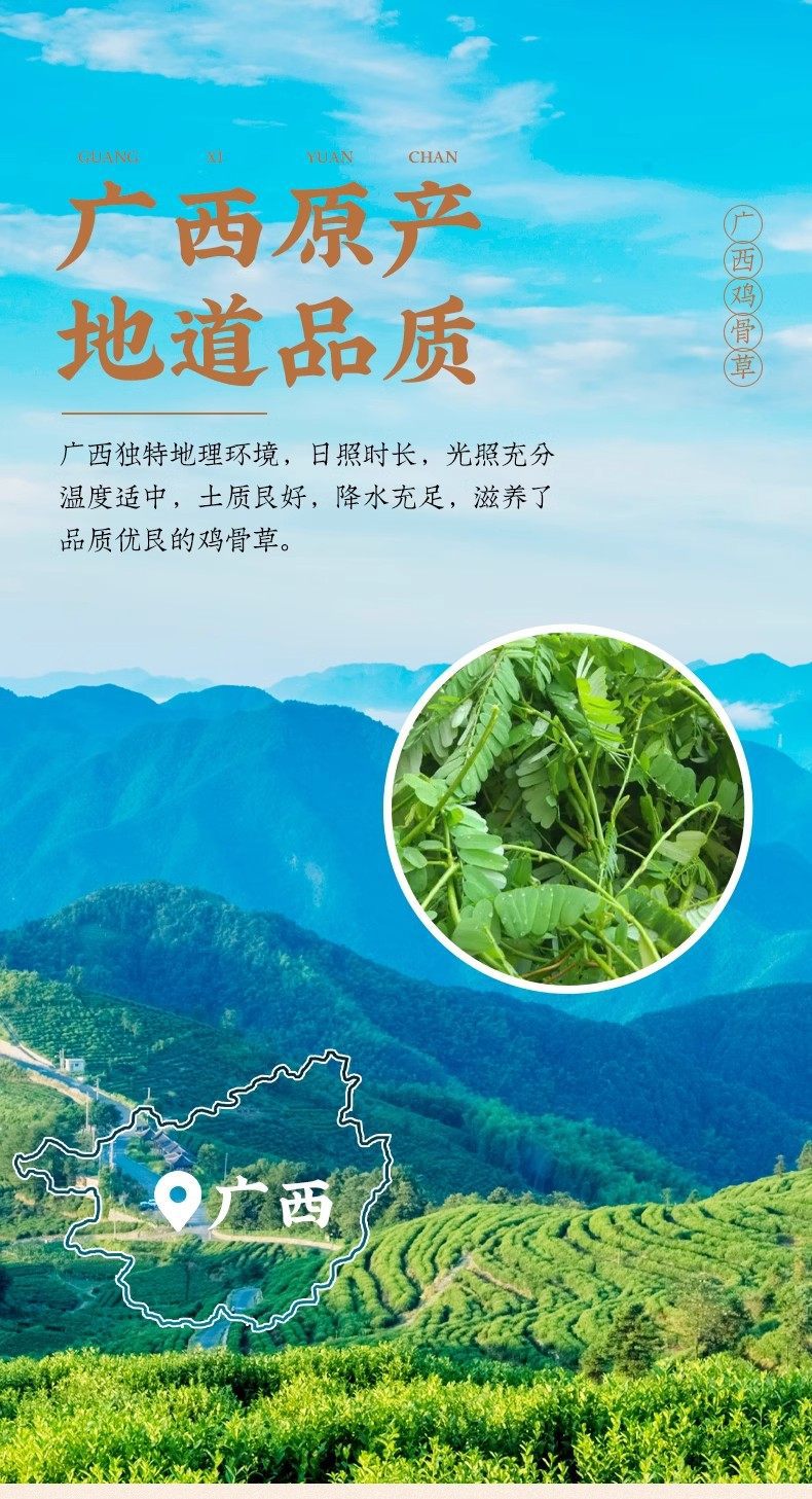 Wild Ji Gu Cao Chicken Bone Herb 500g Dried Abrus Herb for Soup and Decoction overview