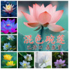 Bowl Lotus Hydroponic Plants Potted Flower Watching Flower Plant Flower Seeds Seeds Four Seasons Aquatic Water Lotus Seeds