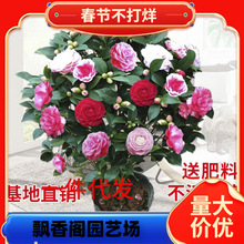 �軨��ɽ�軨�����ɫ�軨�������ľGֲ��������õ�廨���辰