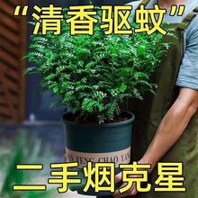 清香胡椒木盆栽驱蚊植物四季常青室内盆景吸甲醛净化空气好养易活