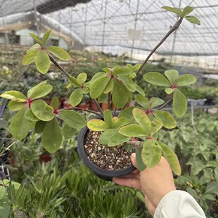�K�����  �t�T��� Euphorbia bongolavensis ����K����