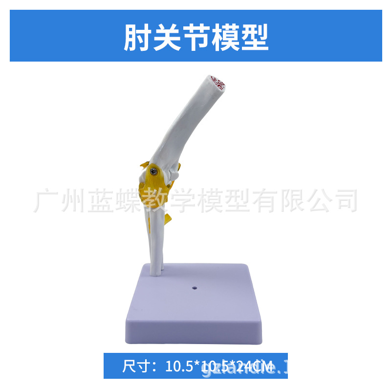 ��ѧ��������ؽڹ�����������׹Ǽ�ϥ�ؽ��ŹǿƸ��ʹ�ҽѧģ��