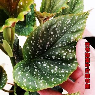 �񹝺��Ļ������^��ֲ���ﺣ���̨�͏d��̨�����L