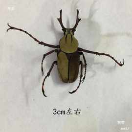 工具DIY学生湿拍摄材料手工标本道具甲虫教具昆虫包装锹虫简易