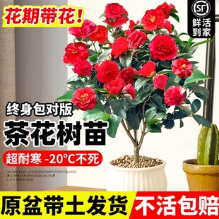 �軨�������Ի����҃ȿ͏dֲ����BͥԺ�ͺ��Gֲ�ļ��_����������