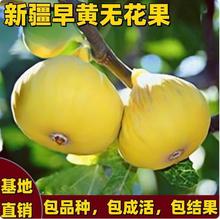特大无花果树果苗波姬红庭院地栽南方北方种植矮化无花果树苗青皮
